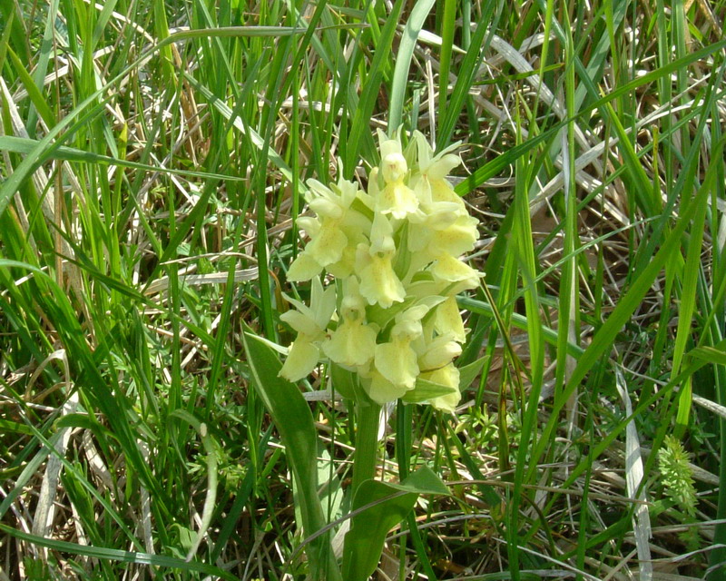 Dactylorhiza sambucina